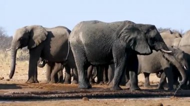 Su içen ve Namibya 'daki Etosha gölünde yıkanan fil sürüleri. Afrika 'da vahşi bir safari. Safari turu. Oyun sürüşü. Vahşi yaşam konforlu 4WD açık safari aracını izliyor..