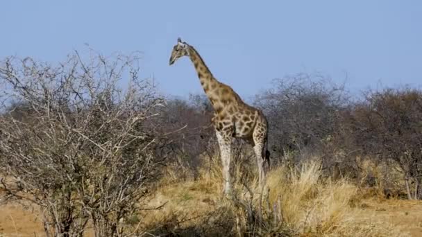 ナミビアのエトーシャのサバンナに立つキリン アフリカの野生のサファリ 安全運転だ ゲームドライブだ 快適な4Wdオープンサファリ車で野生動物を見る — ストック動画
