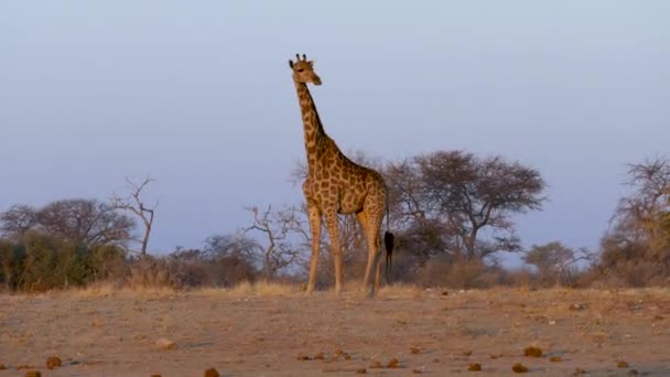 ナミビアのエトーシャのサバンナの日没時に立つキリン アフリカの野生のサファリ 安全運転だ ゲームドライブだ 快適な4Wdオープンサファリ車で野生動物を見る — ストック動画