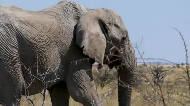 在纳米比亚的埃托沙 一只硕大的老雄性大象在草原上散步 非洲的野生狩猎 Safari骑 游戏驱动器 野生生物在露天狩猎车中的观看 — 图库视频影像