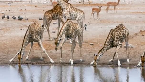 ナミビアのエトーシャにある小さな池や水飲み場からキリンが水を飲む アフリカの野生のサファリ 安全運転だ ゲームドライブだ 快適な4Wdオープンサファリ車で野生動物を見る — ストック動画