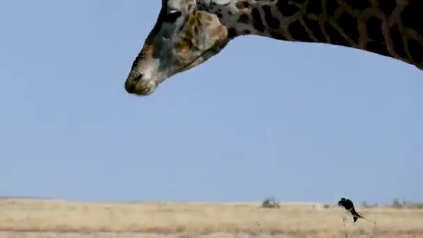 Detailní Záběr Žirafí Hlavy Pasoucí Etoshe Namibii Divoké Safari Africe — Stock video