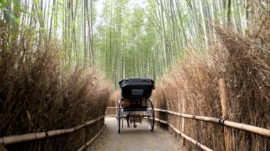 Japonya 'nın Kyoto kentindeki Arashiyama bambu ormanında bir çekçek gezisi. Yüksek kaliteli görüntüler