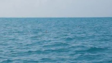 Yunuslar vahşi cennette yüzüyorlar. Maldivler 'deki Hint Okyanusu' nun berrak mavi sularında yüzen şişe burunlu yunuslar. Yüksek kalite 4k görüntü