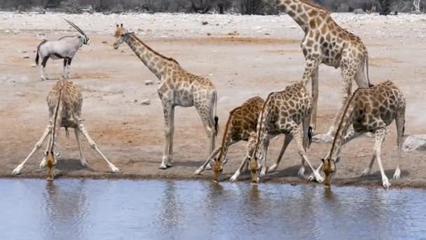 ナミビアのエトーシャにある小さな池や水飲み場から5人のキリンとジェムソボクのオリックスが水を飲む アフリカの野生のサファリ ゲームドライブだ 快適な4Wdオープンサファリ車で野生動物を見る — ストック動画