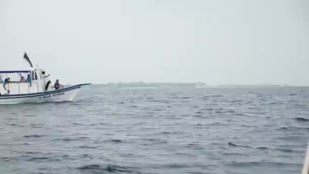 Delfines Nadando Saltando Frente Barco Paraíso Salvaje Delfines Mulares Nadando — Vídeos de Stock