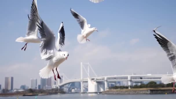 Létající Racci Hledají Potravu Zpomaleném Filmu Duhový Most Pozadí Odaiba — Stock video