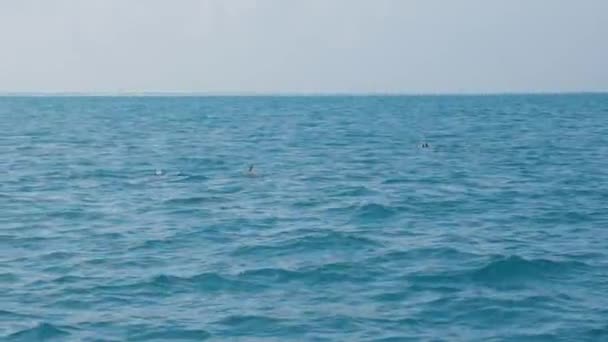 野生の楽園で泳ぐイルカ モルディブのインド洋の透き通った青い水の中で泳ぐイルカ 高品質4K映像 — ストック動画