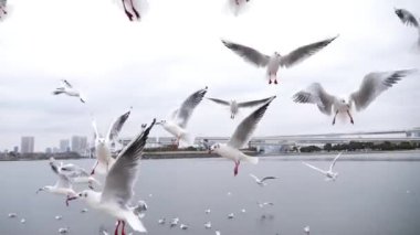 Uçan martılar yavaş çekimde yiyecek arıyorlar. Arka planda gökkuşağı köprüsü, Odaiba, Tokyo. Yüksek kaliteli FullHD görüntüler.