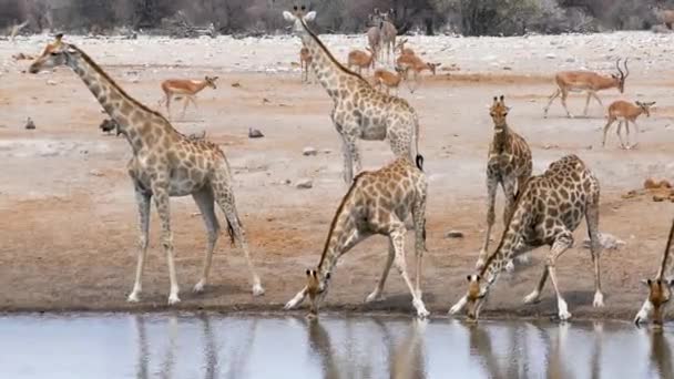 ナミビアのエトーシャ Etosha にある小さな池や水飲み場からキリンやスプリングボックスが水を飲む アフリカの野生のサファリ 安全運転だ ゲームドライブだ 快適な4Wdオープンサファリ車で野生動物を見る — ストック動画