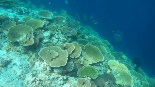 Pływanie Obok Rafy Koralowej Malediwach Ogromne Korale Stołowe Nurkowanie Malediwach — Wideo stockowe