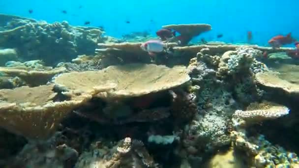 Egy Korallzátony Mellett Úszott Maldív Szigeteken Hatalmas Asztali Korallok Búvárkodás — Stock videók