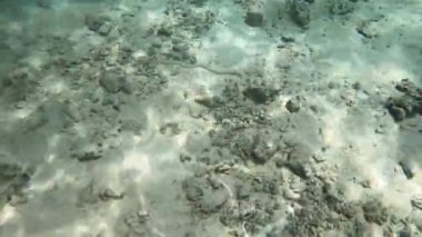 Maldivler 'de zehirli deniz yılanı. Yüksek kalite 4k görüntü