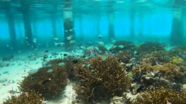 Maldivler 'de bir sürü tropik balıkla mercan resifinin yanında yüzmek. Maldivlerde şnorkelle yüzmek. Büyük mercan kolonisi. Maldivler deniz yaşamı. Yüksek kalite 4k görüntü.