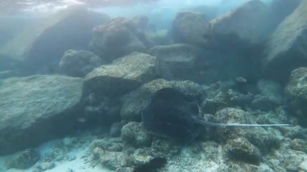Plavat Vedle Obrovského Paprsku Manty Maledivách Šnorchlování Maledivách Vysoce Kvalitní — Stock video
