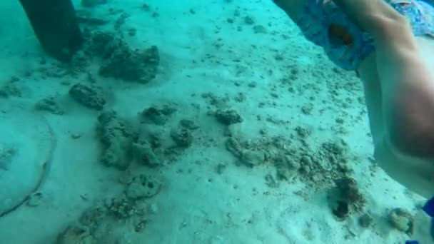 Плаваю Рядом Манта Рэем Спрятанным Песке Мальдивах Ныряние Маской Мальдивах — стоковое видео