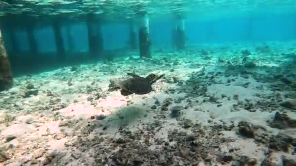 Huge Turtle Underwater Maldives Close Water Villa Bungalow Snorkeling Maldives — Stock Video