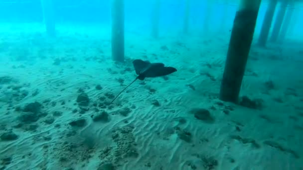 Nuotare Vicino Enorme Manta Alle Maldive Snorkeling Alle Maldive Filmati — Video Stock