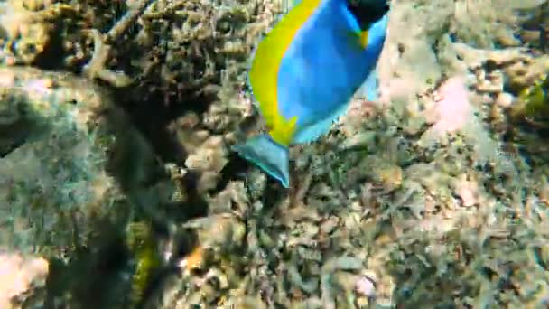 Swimming Close Powder Blue Tang Acanthurus Leucosternon Coral Reef Maldives — Vídeo de Stock