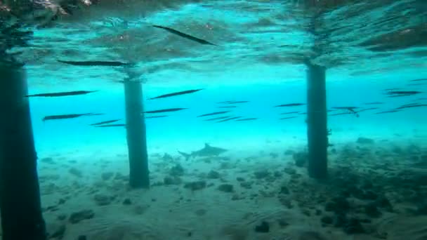 Úszás Mellett Egy Hatalmas Zátonycápa Alatt Egy Vízvilla Bungalók Maldív — Stock videók