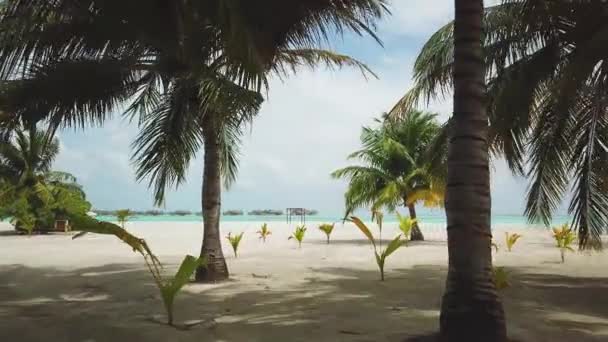 Voando Com Drone Através Palmeiras Ilha Das Maldivas Ilha Das — Vídeo de Stock