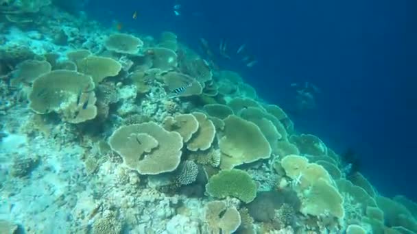 Egy Korallzátony Mellett Úszott Maldív Szigeteken Hatalmas Asztali Korallok Búvárkodás — Stock videók