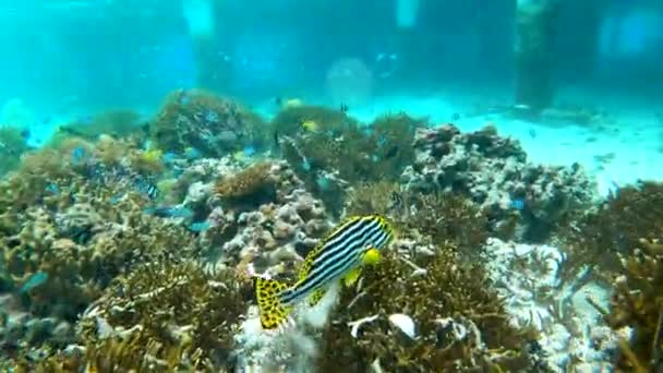 Swimming Close Oriental Sweetlips Coral Reef Maldives Snorkeling Maldives High — Vídeo de Stock