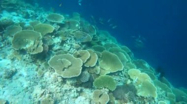 Maldivler 'de bir mercan resifinin yanında yüzmek. Masa mercanları. Maldivlerde şnorkelle yüzmek. Büyük mercan kolonisi. Yüksek kalite 4k görüntü.