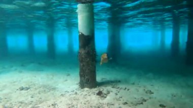 Bir metre uzunluğunda kirpi balığı Arothron stellatus Maldivler 'deki bir su deposunun altında yüzüyor. Maldivlerde şnorkelle yüzmek. Yüksek kalite 4k görüntü.