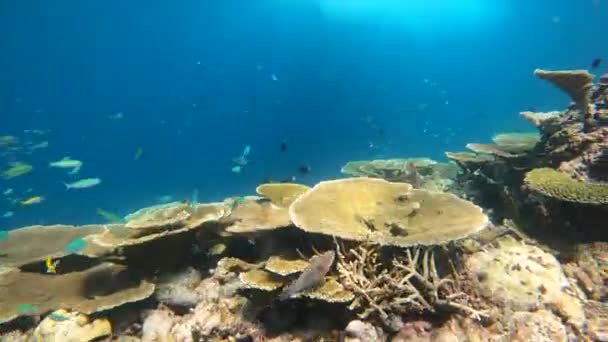 Nadar Junto Arrecife Coral Maldivas Grandes Corales Mesa Snorkel Maldivas — Vídeos de Stock