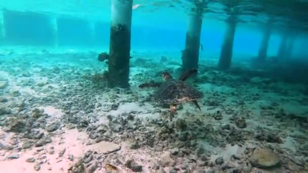 在马尔代夫靠近一座水别墅平房的地方 一只巨大的海龟在水下 在马尔代夫潜水 高质量的4K镜头 — 图库视频影像