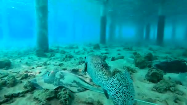 Starry Puffer Fish Arothron Stellatus Two Manta Rays Swimming Water — Stock Video