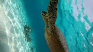 Maldivler 'de su altındaki büyük bir su altı kaplumbağasının yakın plan fotoğrafı. Maldivlerde şnorkelle yüzmek. Yüksek kalite 4K görüntü. Maldivler 'de deniz yaşamı.