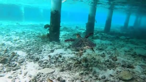 Después Una Enorme Tortuga Bajo Agua Maldivas Cerca Bungalow Villa — Vídeos de Stock