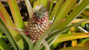 Baby pineapple fruit on tree. Pineapple Farm. Small growing Tropical Pineapple. High quality 4k footage