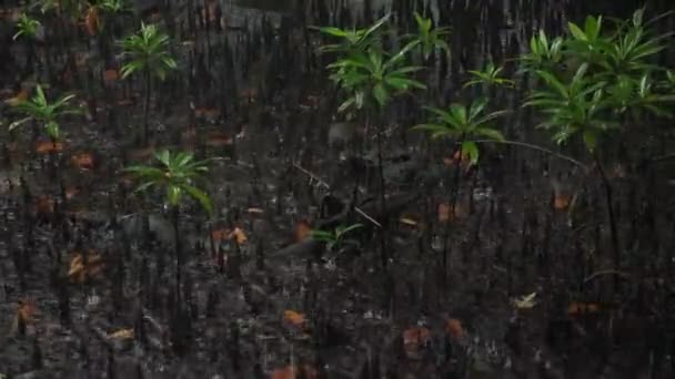 Heavy Rain Jungle Full Mangrove Trees Small Village Next Nan — Stok video