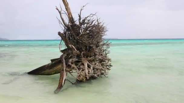 Empty Beach Huge Tree Sticking Out Sea Rock Islands Palau — стоковое видео