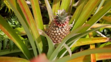 Baby pineapple fruit on tree. Pineapple Farm. Small growing Tropical Pineapple. High quality 4k footage