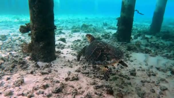 Huge Turtle Underwater Maldives Close Water Villa Bungalow Snorkeling Maldives — Stock Video