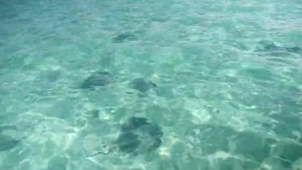 Swimming Stingray Bora Bora Tahiti French Polynesia Turquoise Blue Lagoon — Video Stock