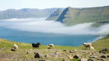 4K Beautiful view of the foggy Funningur valley with a couple of Faroese sheeps. Amazing nature in Faroe Islands. Eysturoy Island, Faroe Islands. Gonguturur or Hvithamar. Sunny day in summer.