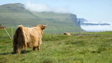 4K Stunning view of the foggy Trollkonufingur, Witches finger with a mountain cow eating and chewing grass. Amazing nature in Faroe Islands. Vagar Island, Faroe Islands. Sunny day in summer.