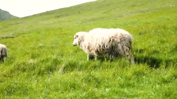 Faroese Sheep Graze Green Hills Kalsoy Island Amazing Nature Faroe — Video Stock