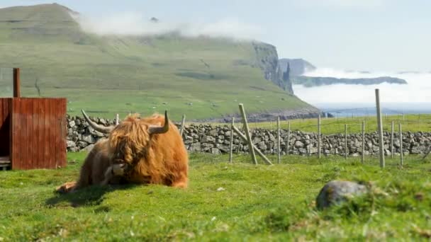 Stunning View Foggy Trollkonufingur Witches Finger Mountain Cow Eating Chewing — Stok video