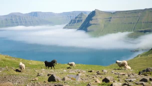Beautiful View Foggy Funningur Valley Two Faroese Sheeps Дивовижна Природа — стокове відео