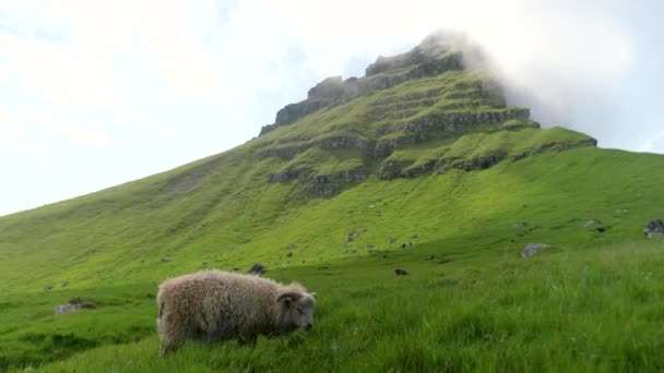 Faroese Sheep Graze Green Hills Kalsoy Island Amazing Nature Faroe — Stockvideo