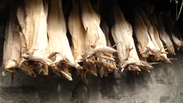 Dried Cod House Faroe Islands Dried Fish Rack Tjornuvik — Stockvideo