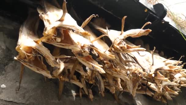 Dried Cod House Faroe Islands Dried Fish Rack Tjornuvik — Stock videók