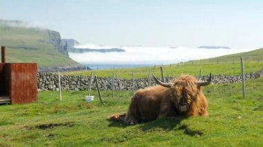 4K Stunning view of the foggy Trollkonufingur, Witches finger with a mountain cow eating and chewing grass. Amazing nature in Faroe Islands. Vagar Island, Faroe Islands. Sunny day in summer.
