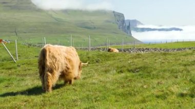 4K Stunning view of the foggy Trollkonufingur, Witches finger with a mountain cow eating and chewing grass. Amazing nature in Faroe Islands. Vagar Island, Faroe Islands. Sunny day in summer.